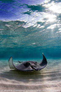 SCAR, a wounded stingray in Sandbar. by Pietro Cremone 